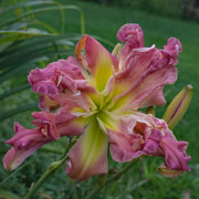  Octopus Shenanigans Daylily